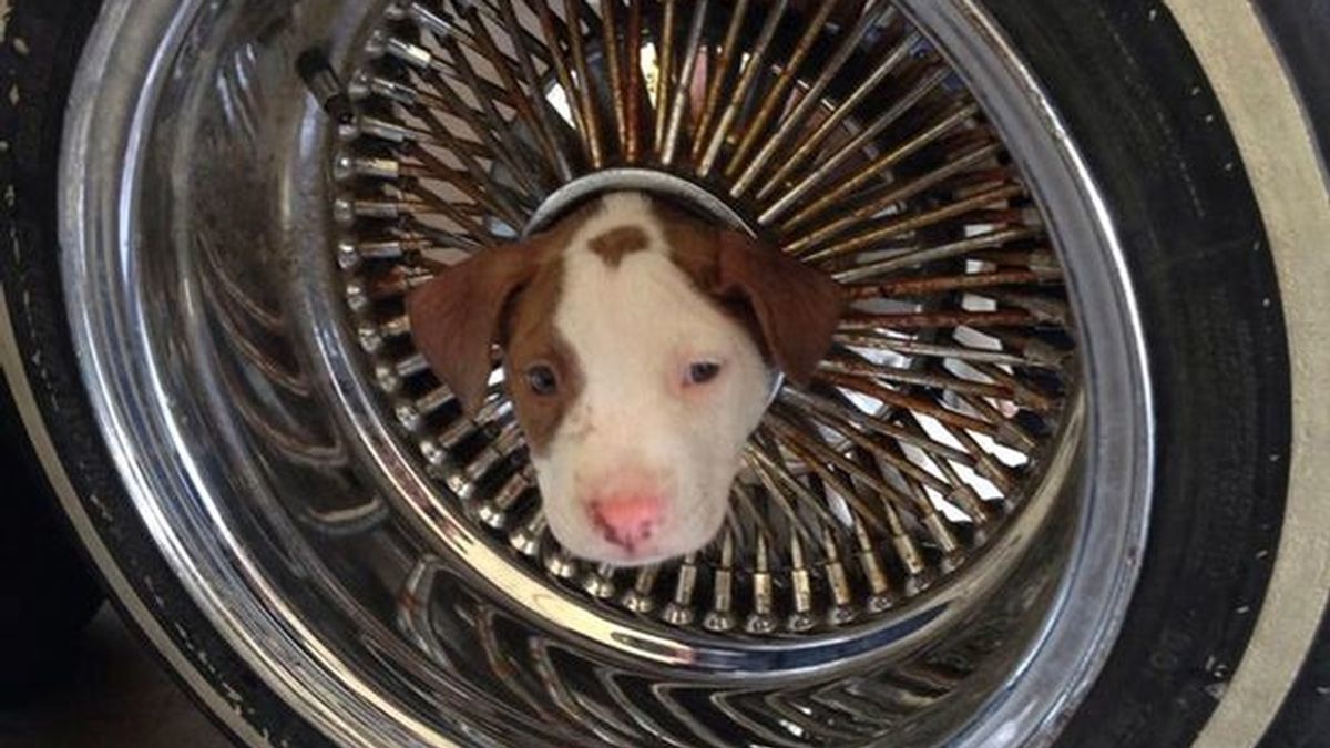 Un cachorro se queda encajado en un neumático