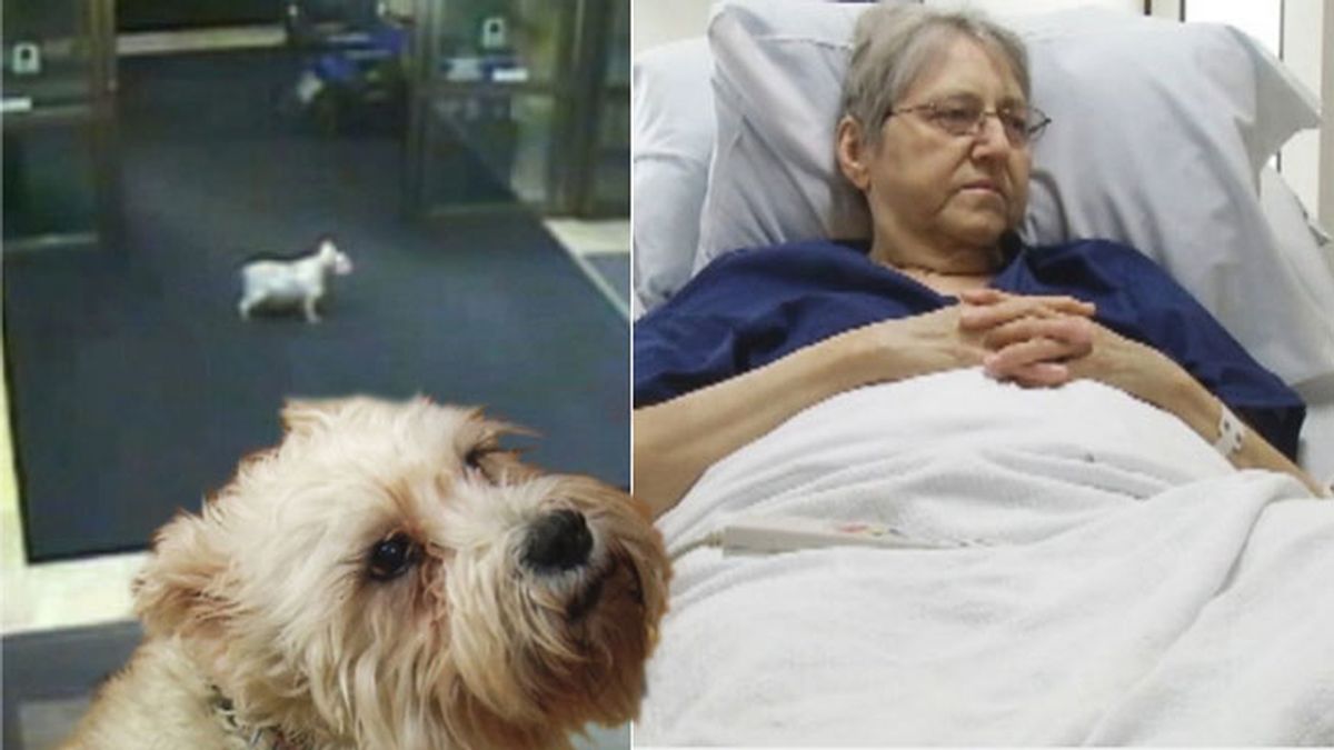 perro visita dueña, perro en hospital, perro fiel, mascotas, mejor amigo del hombre