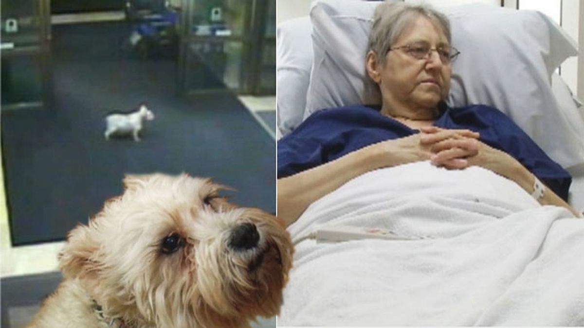 perro visita dueña, perro en hospital, perro fiel, mascotas, mejor amigo del hombre perro visita dueña, perro en hospital, perro fiel, mascotas, mejor amigo del hombre
