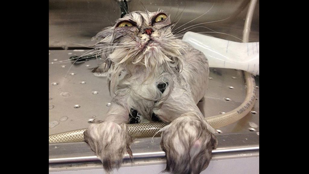 La mirada más aterradora de los gatos