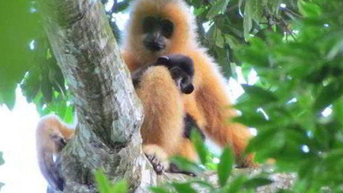 El mono más raro del mundo, al borde  de la extinción