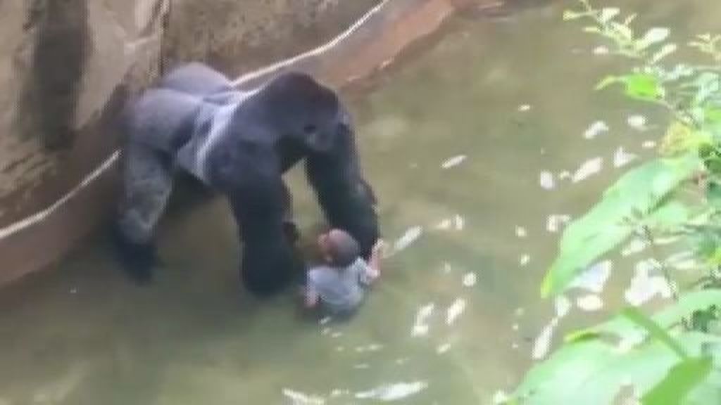 Sin cargos para los padres del niño que cayó al foso de los gorilas