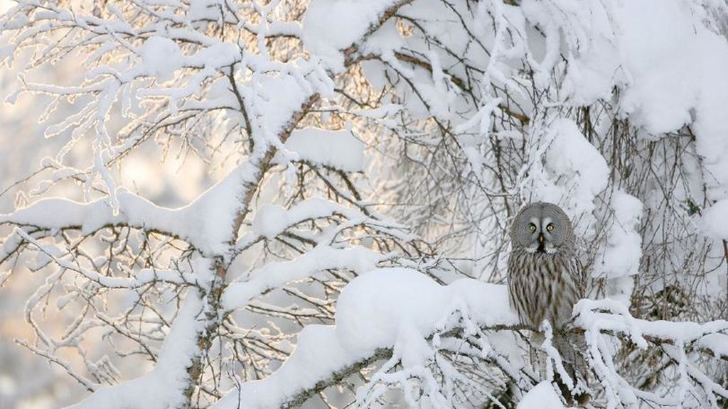 La naturaleza a concurso