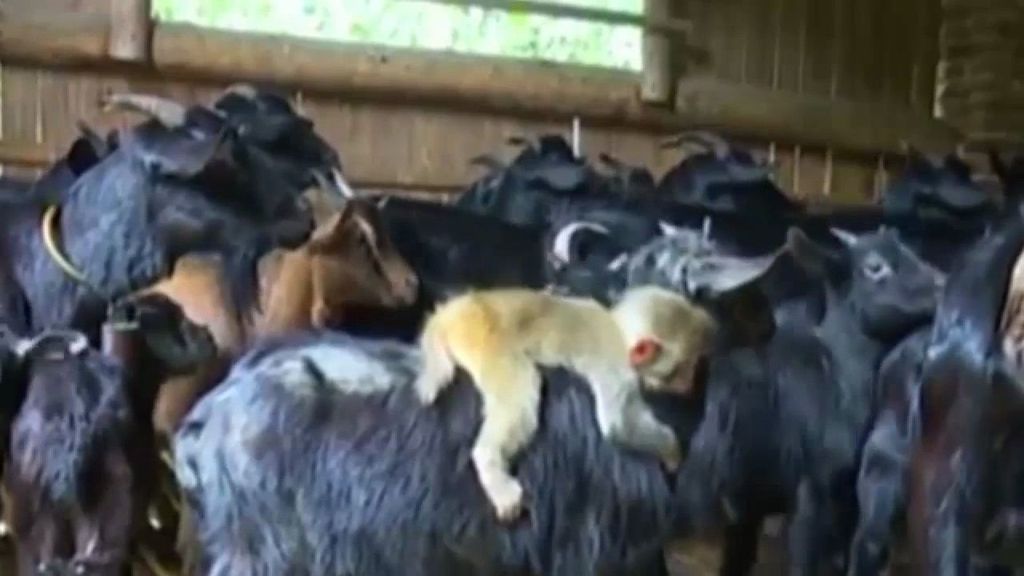 La asombrosa historia de la cabra que adopta a un mono en China
