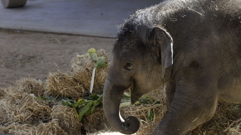 Buba, la cría de elefante asiático nacida en el zoo de Madrid, cumple dos años