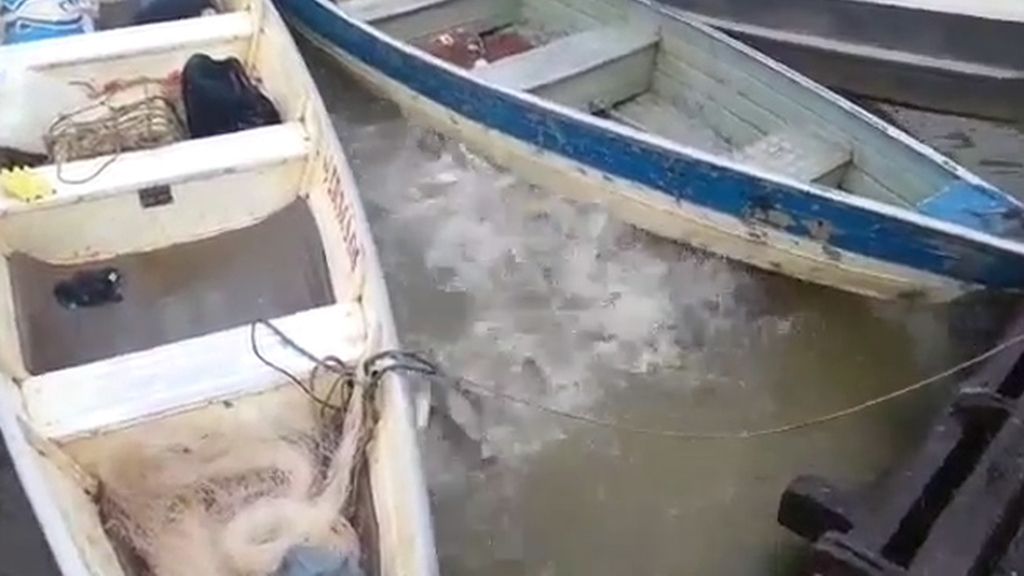 ¿Qué sucede si lanzas un trozo de carne cruda a un grupo de pirañas?