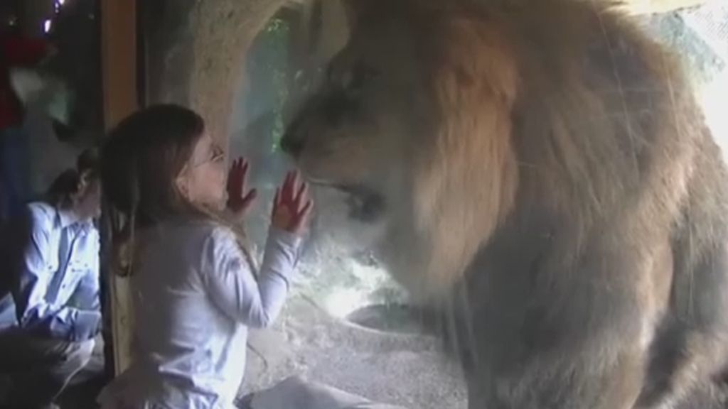 Un león, una niña y una curiosa reacción