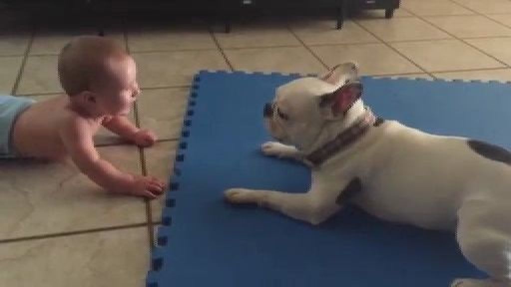 Así entretiene un bulldog francés a su joven amigo de seis meses