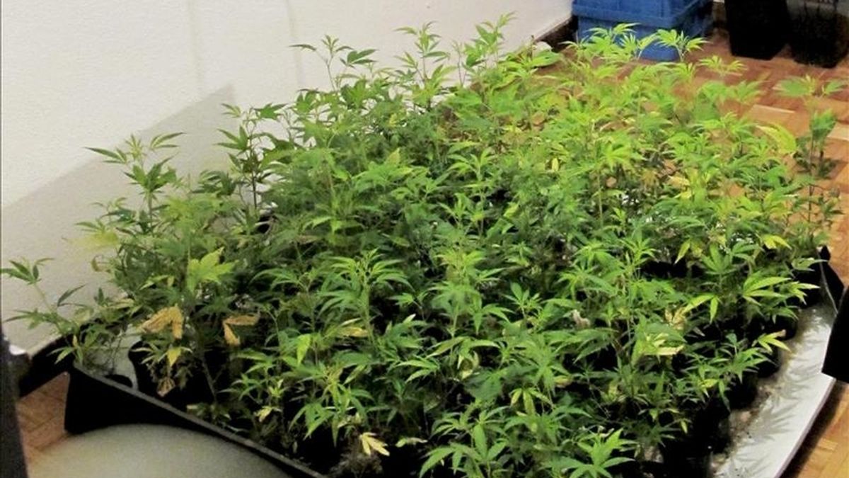 Plantas de marihuana incautadas por la Policía. EFE/Archivo