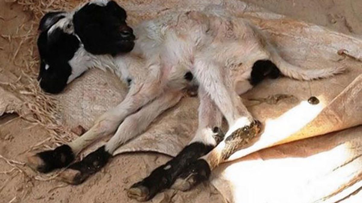 Nace una oveja con dos cabezas Nace una oveja con dos cabezas