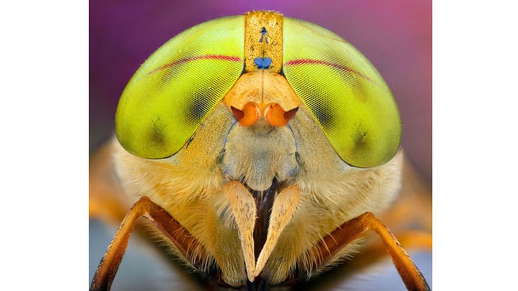 Las macrofotografías de insectos  del fotógrafo polaco Ireneusz Irass Waledzik