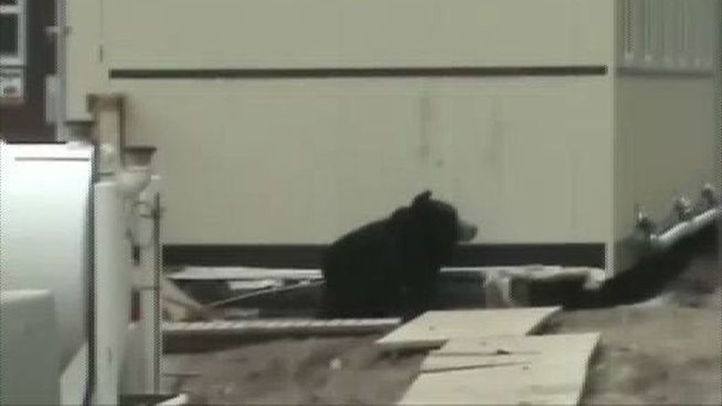Un 'oso' aterroriza al trabajador de una obra