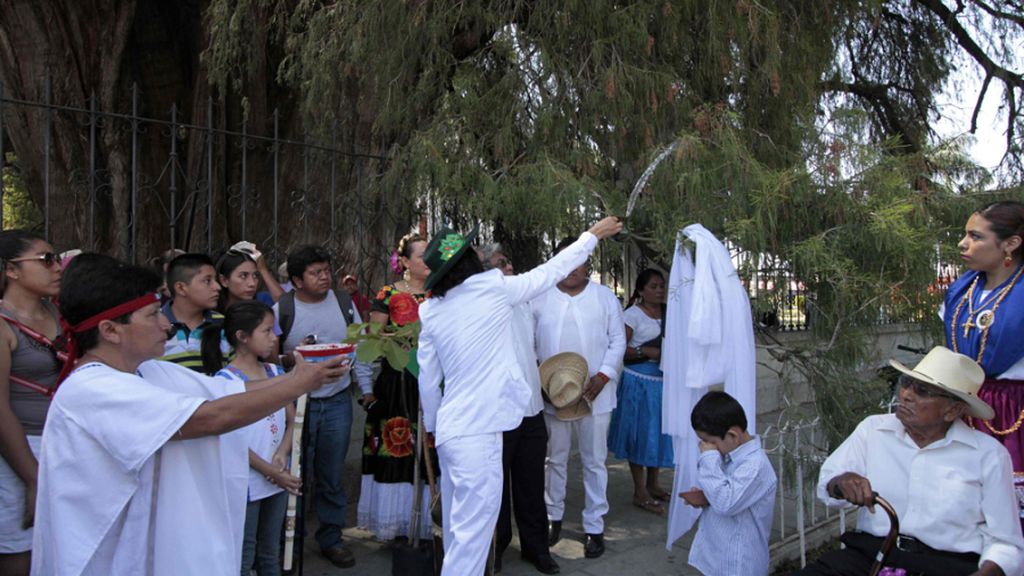 Un hombre se casa con un árbol en México