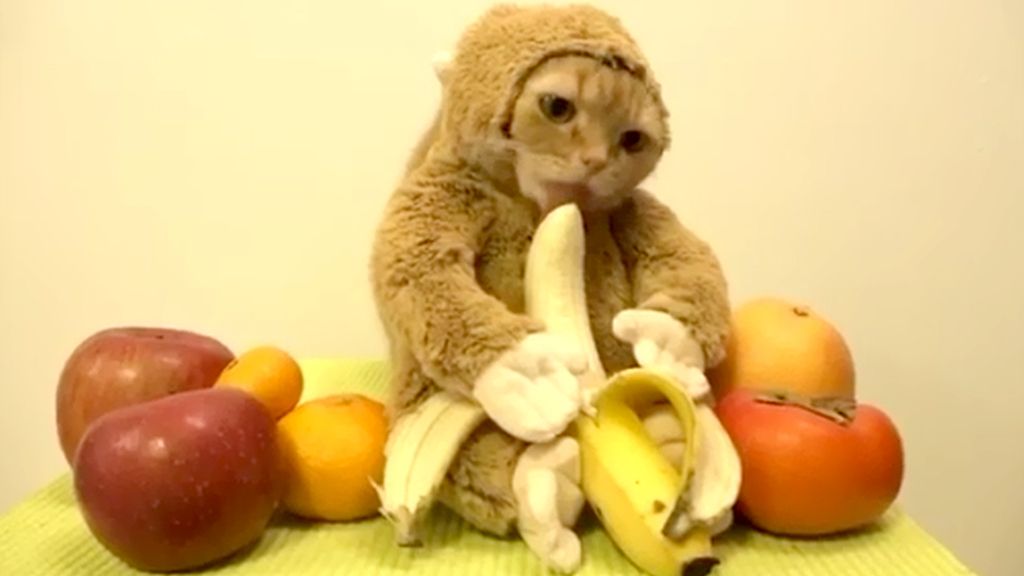 El gato disfrazado de mono que se ha convertido en viral