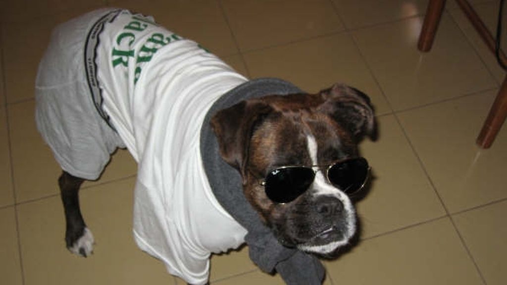 Concursantes Efecto ¡GUAU!... de mascotas Concursantes Efecto ¡GUAU!... de mascotas