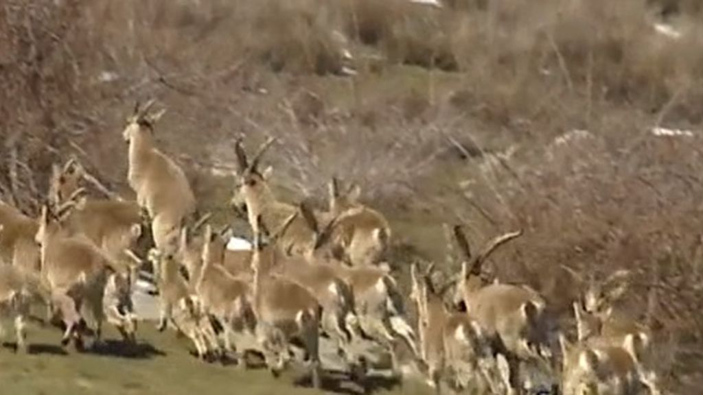 La población de cabras montesas del Parque Nacional de Guadarrama se dispara