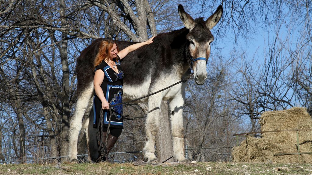 Rómulo, el burro más grande del mundo