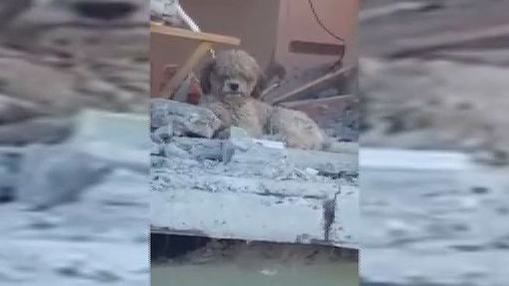 El perro que no abandona su casa tras la muerte de sus dueños en el terremoto