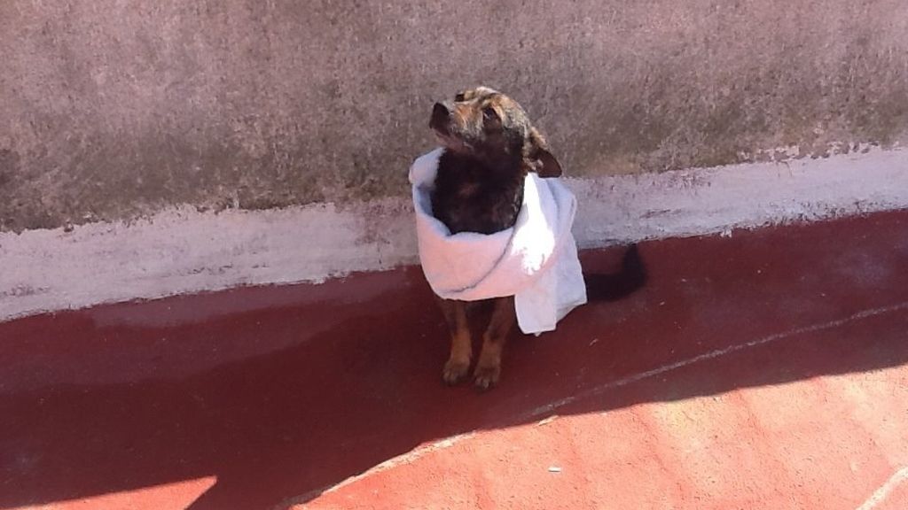 Concursantes Efecto ¡GUAU!... de mascotas