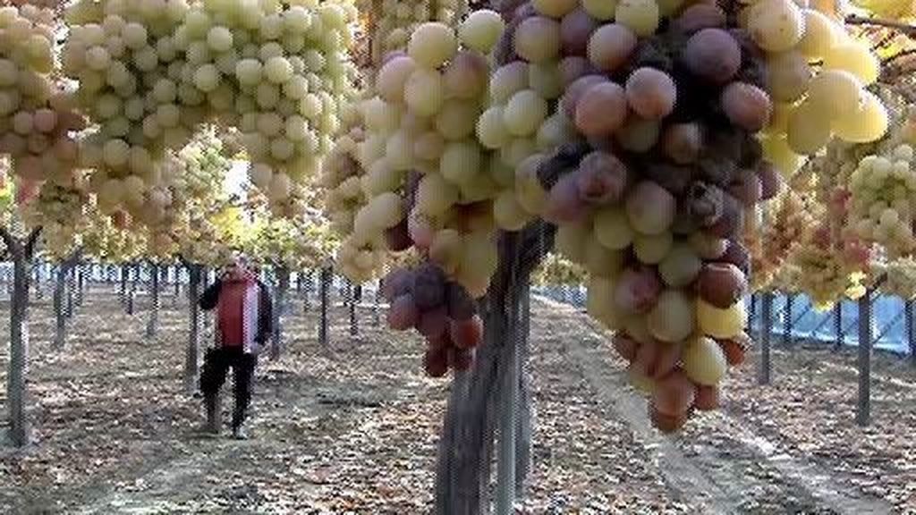 Las uvas, un 30% más caras
