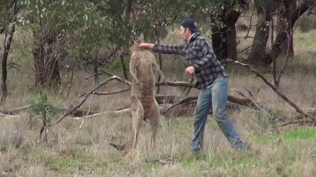 Salva a su perro de la agresión de un canguro