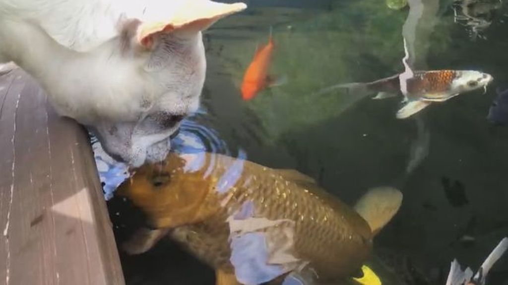 La curiosa amistad entre un bulldog y un pez triunfa en las redes