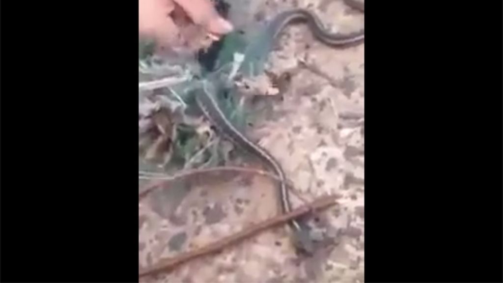 Unos jóvenes salvan a una serpiente atrapada y ésta les 'vomita' un regalo