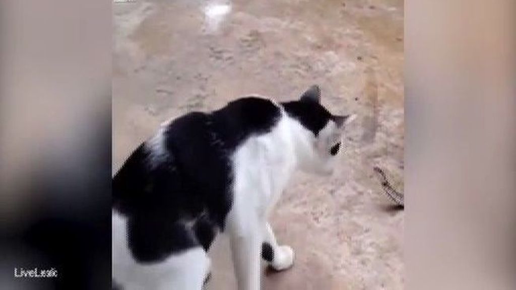 Surrealista: un gato juguetea con una serpiente atrapada en la boca de un sapo