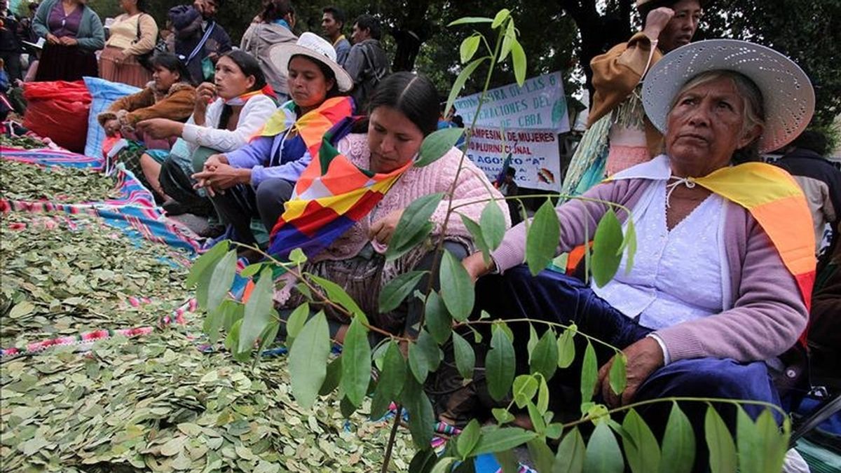 Indígenas y campesinos bolivianos, seguidores del presidente Evo Morales, exhiben la hoja de coca, durante una manifestación cerca a la embajada de Estados Unidos en La Paz (Bolivia). EFE Indígenas y campesinos bolivianos, seguidores del presidente Evo Morales, exhiben la hoja de coca, durante una manifestación cerca a la embajada de Estados Unidos en La Paz (Bolivia). EFE