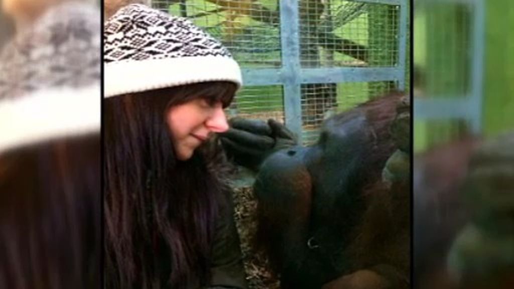 Ramón, el orangután enamorado de una joven de 22 años