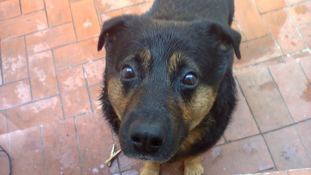 Concursantes Efecto ¡GUAU!... de mascotas