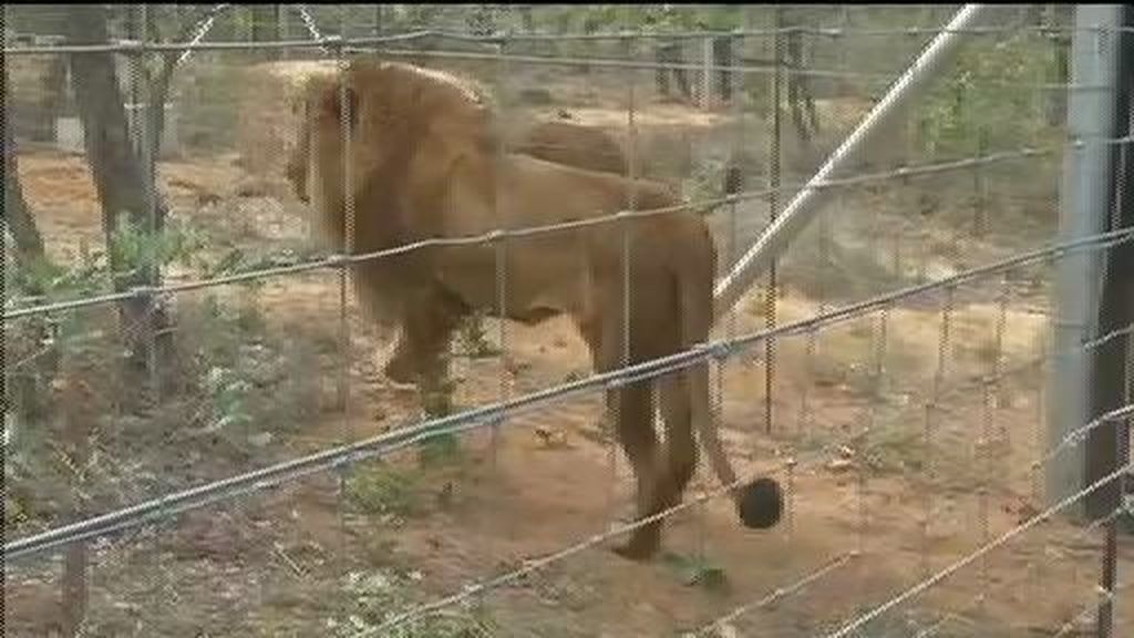 33 leones 'vuelven a la vida' en una reserva  de Sudáfrica