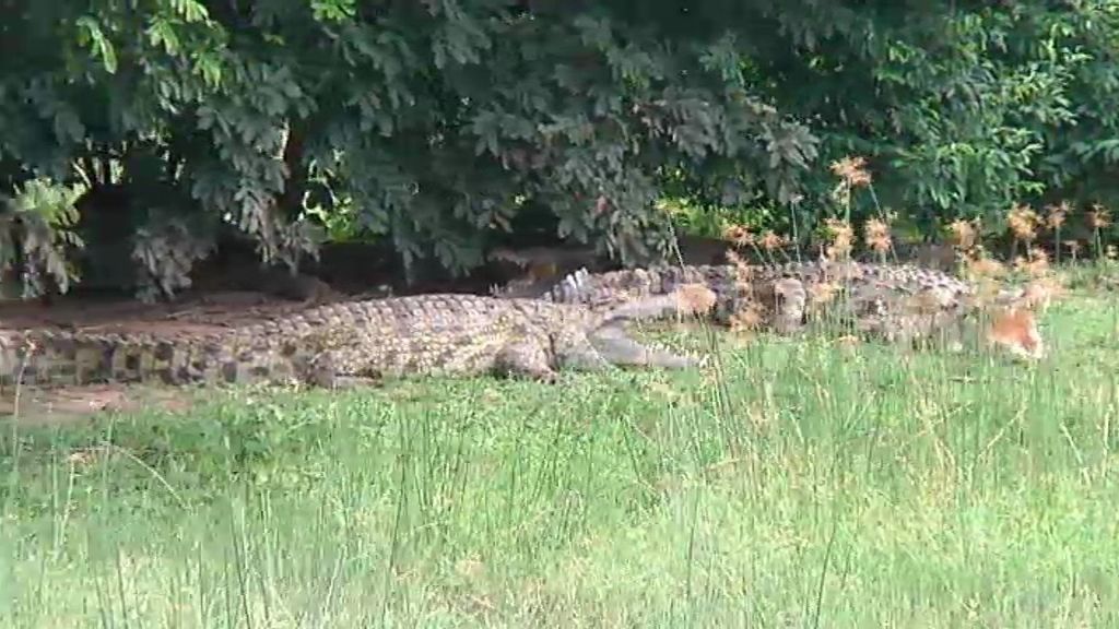 Un paseo por la Sabana
