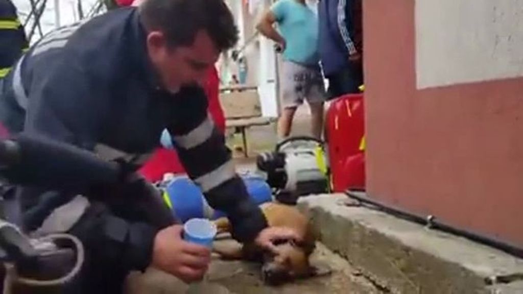 Un nuevo héroe, el bombero que salva a un perrito haciéndole el boca a boca