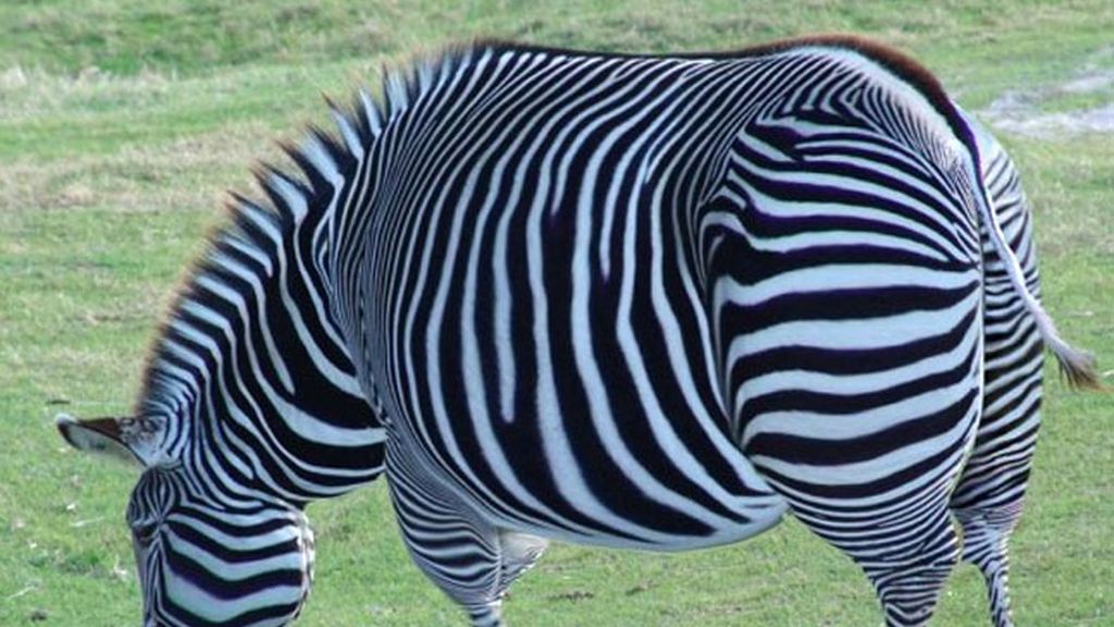 La obesidad en el reino animal