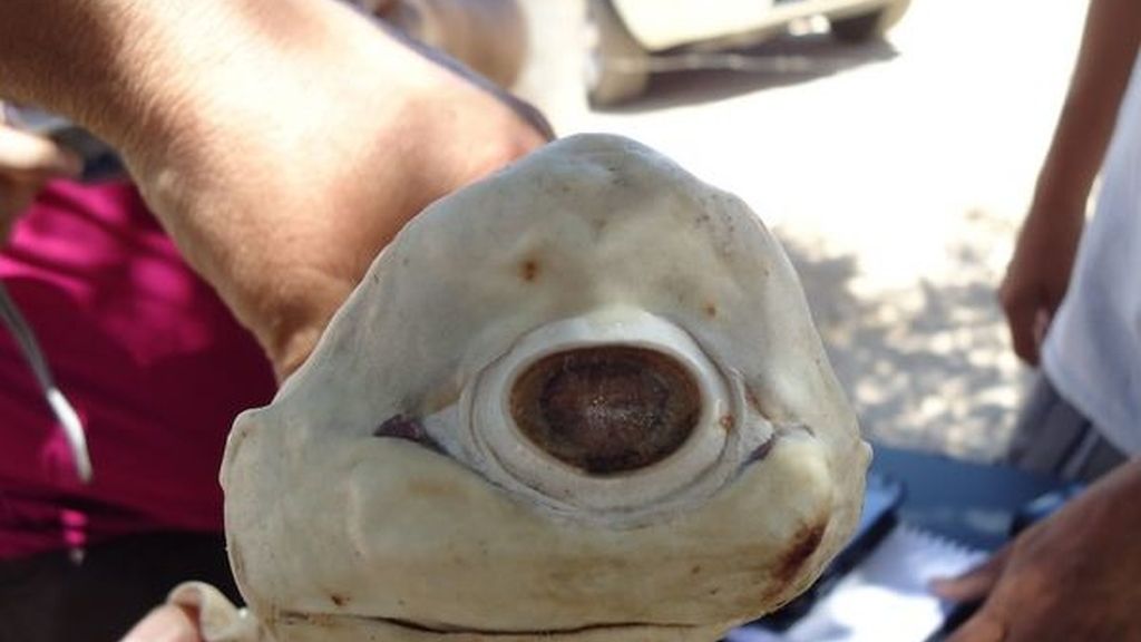 Hallan un tiburón cíclope albino
