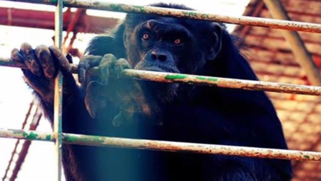 48 horas buscando a Adán, un chimpancé del zoo de Mallorca
