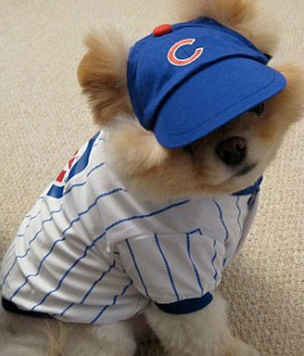 El perro de los dos millones de fans