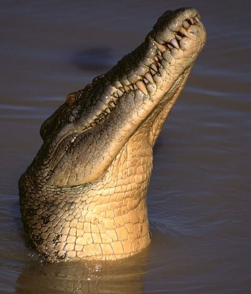Cocodrilo de agua salada australiano