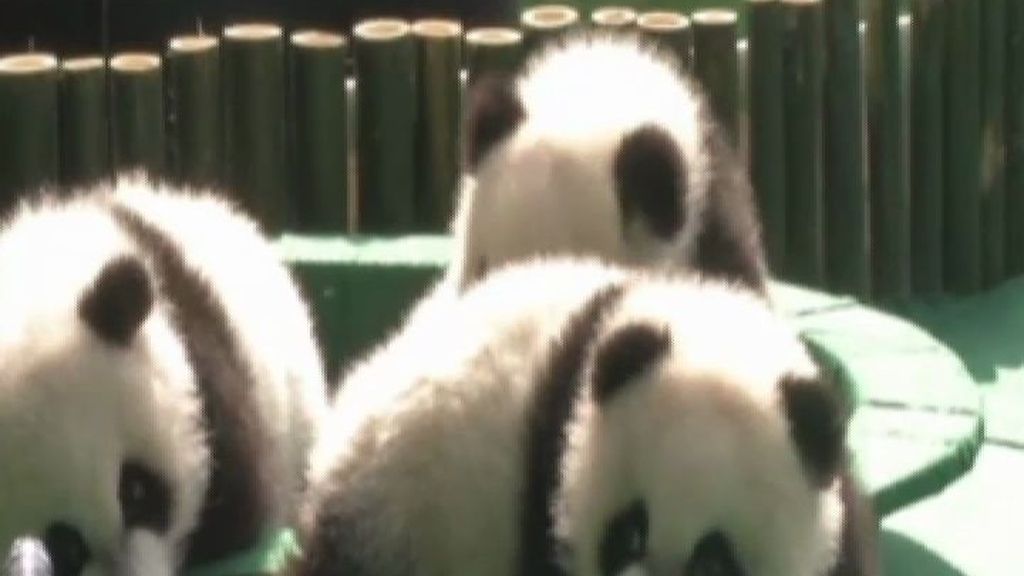 Los trillizos panda de China ya tienen nombres: Linda, Guapo y Frío