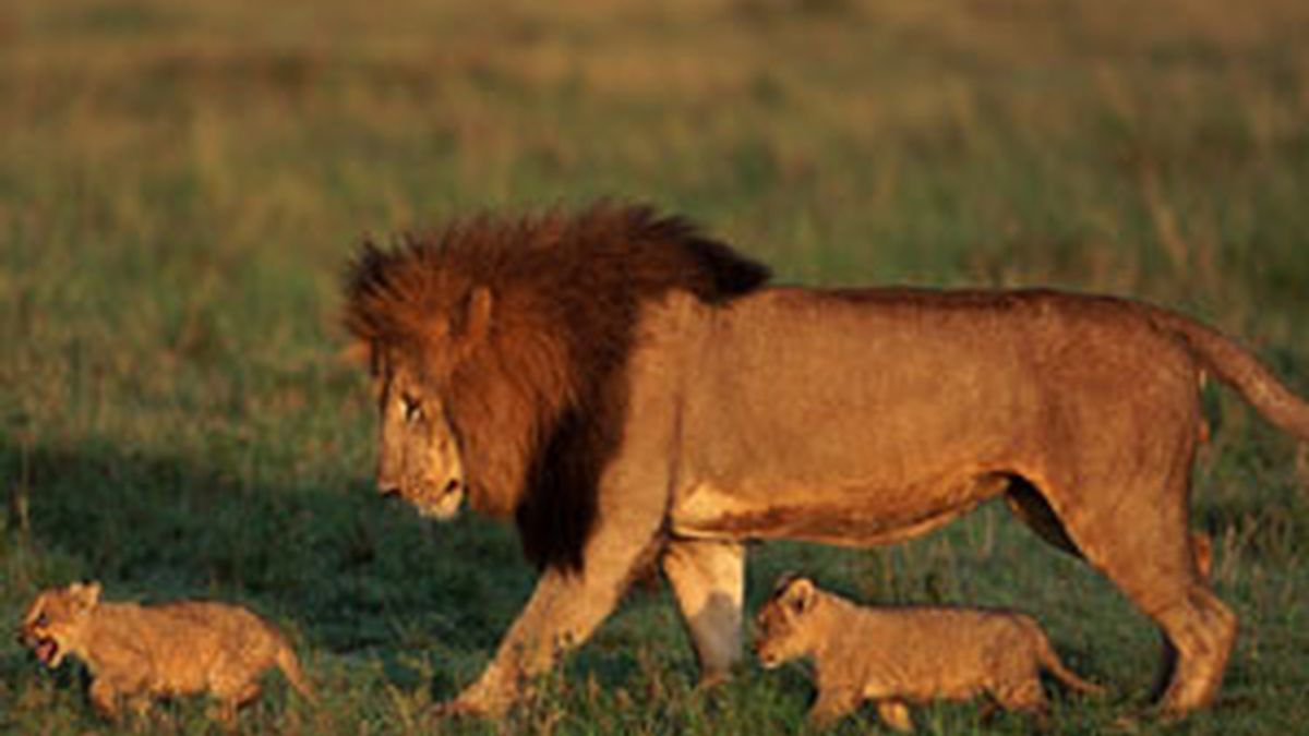 Los leones, más dispuestos a devorar humanos después de la luna llena