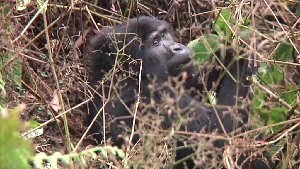 Las mejores fotos de Callejeros Viajeros con los últimos gorilas
