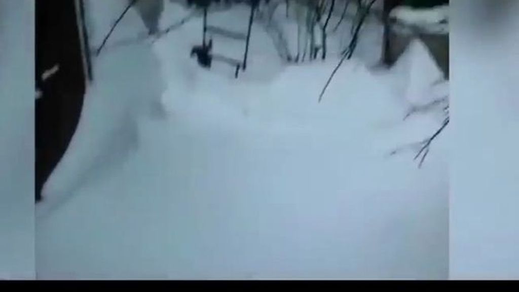 El feliz final de un perro que fue sepultado por la nieve