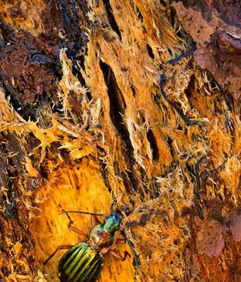 La naturaleza a concurso