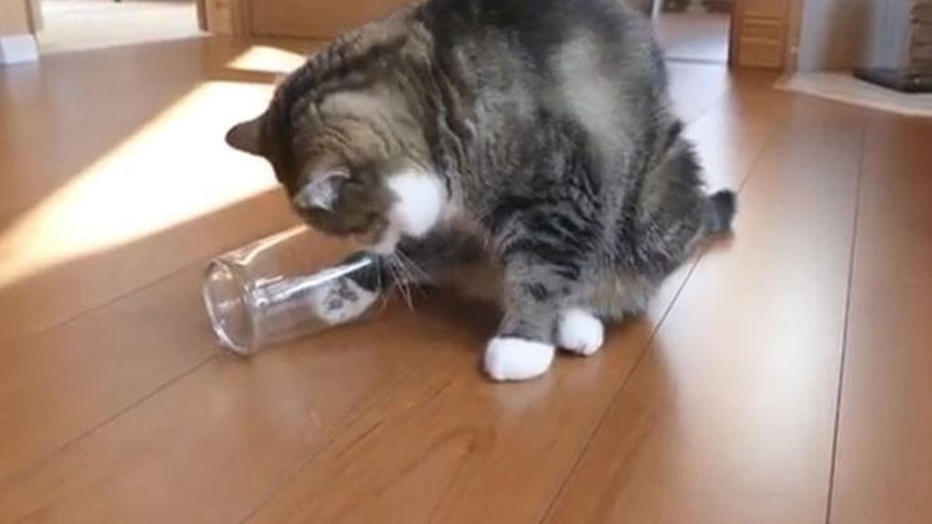 ¿Es tu gato diestro o zurdo?