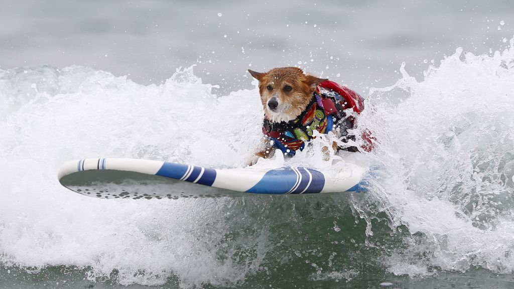 Los perros sí saben surfear
