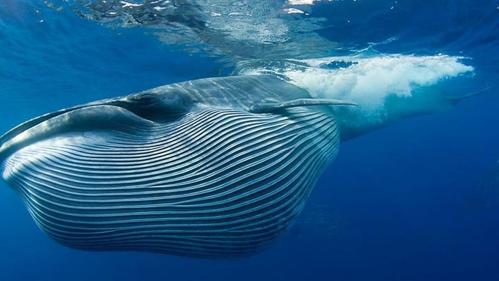 El sorprendente mundo animal