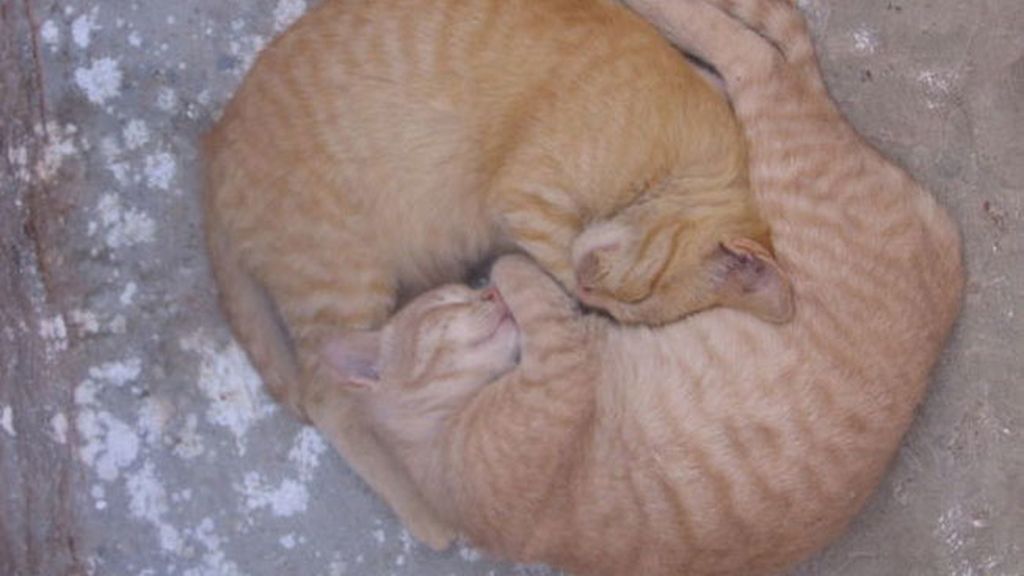 Adorables mascotas