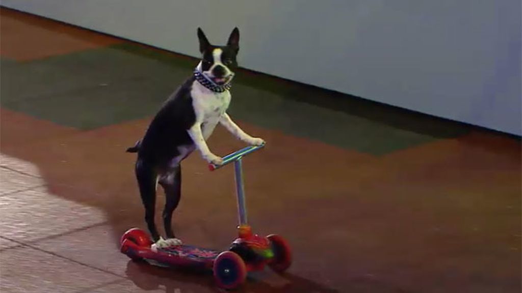 Los perros de Kang se divierten haciendo skateboard y montando en monopatín