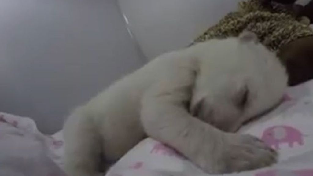 El oso polar bebé que cautiva a la Red